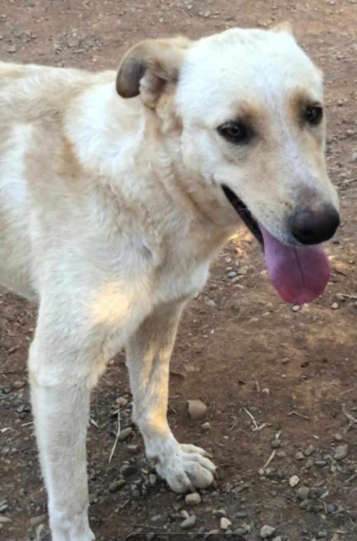 Splendida pelo chiaro 3/4anni(mamma Pastore Tedesco) aspetta casa da 2anni in canile,buonissima