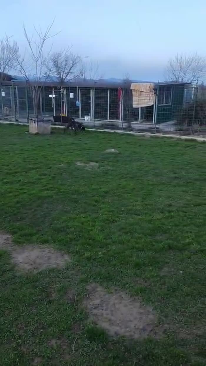 ambù cane speciale cerca una famiglia per sempre - media 4