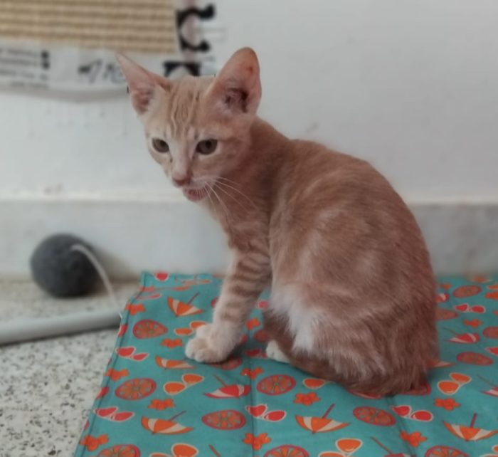 Giovannino, micio coccolone in cerca di una casa