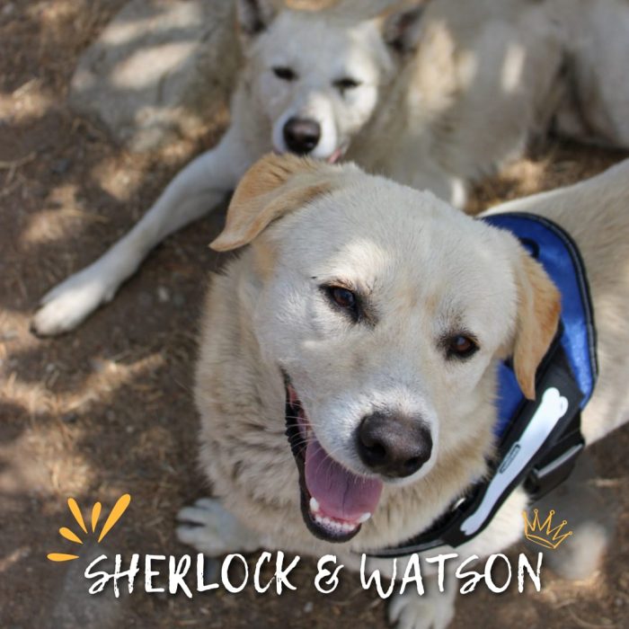 Una coppia vincente: Sherlock e Watson - media 4