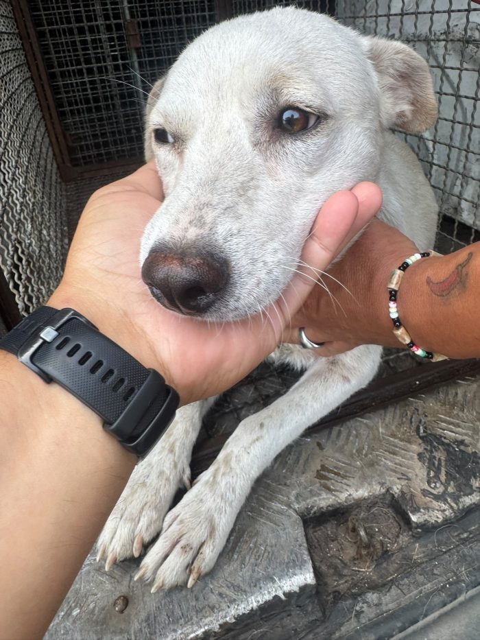 Blanko giovane cagnolino taglia medio piccola cerca casa