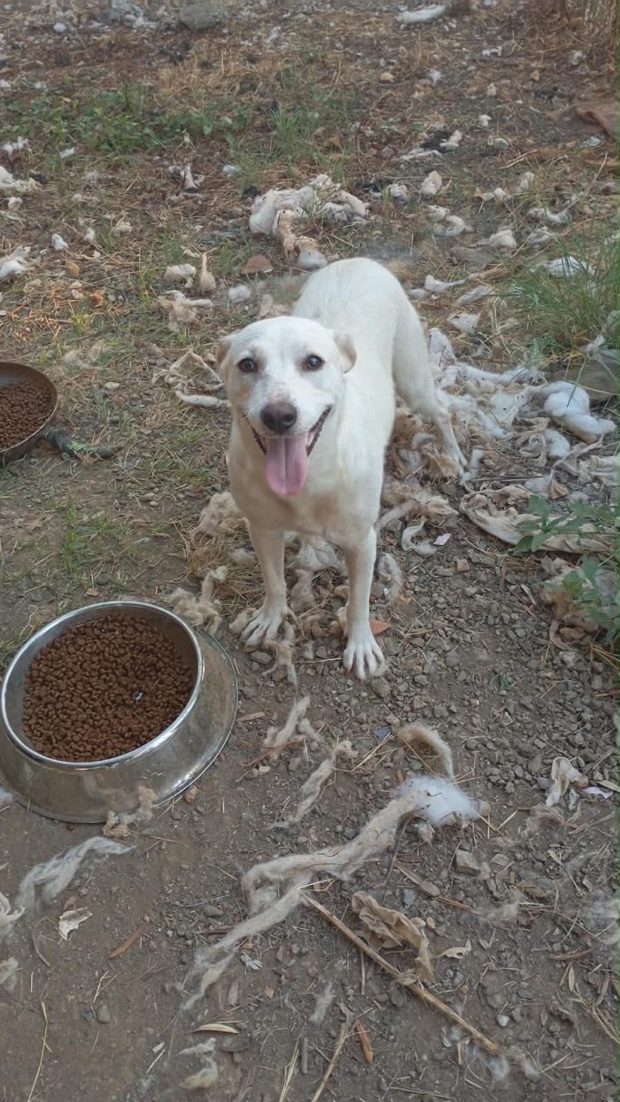 Blanko giovane cagnolino taglia medio piccola cerca casa