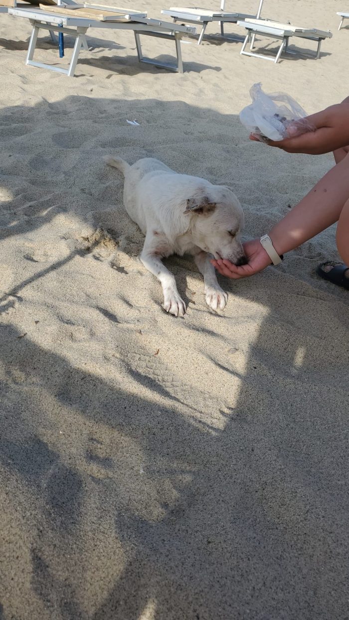 Blanko giovane cagnolino taglia medio piccola cerca casa - media 5