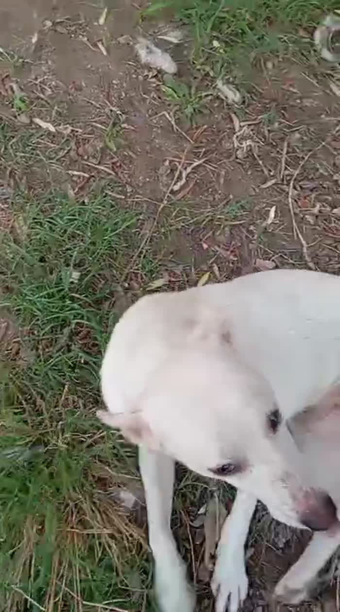 Blanko giovane cagnolino taglia medio piccola cerca casa - media 7