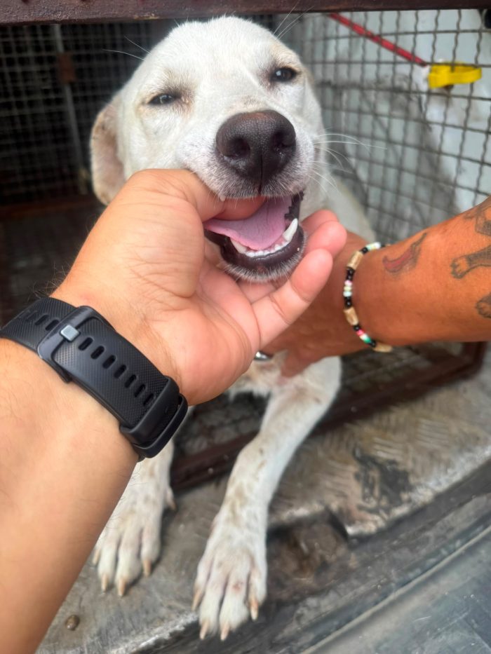 🤍BLANKO, SPLENDIDO GIOVANE CAGNOLINO, CERCA ADOZIONE 🏠