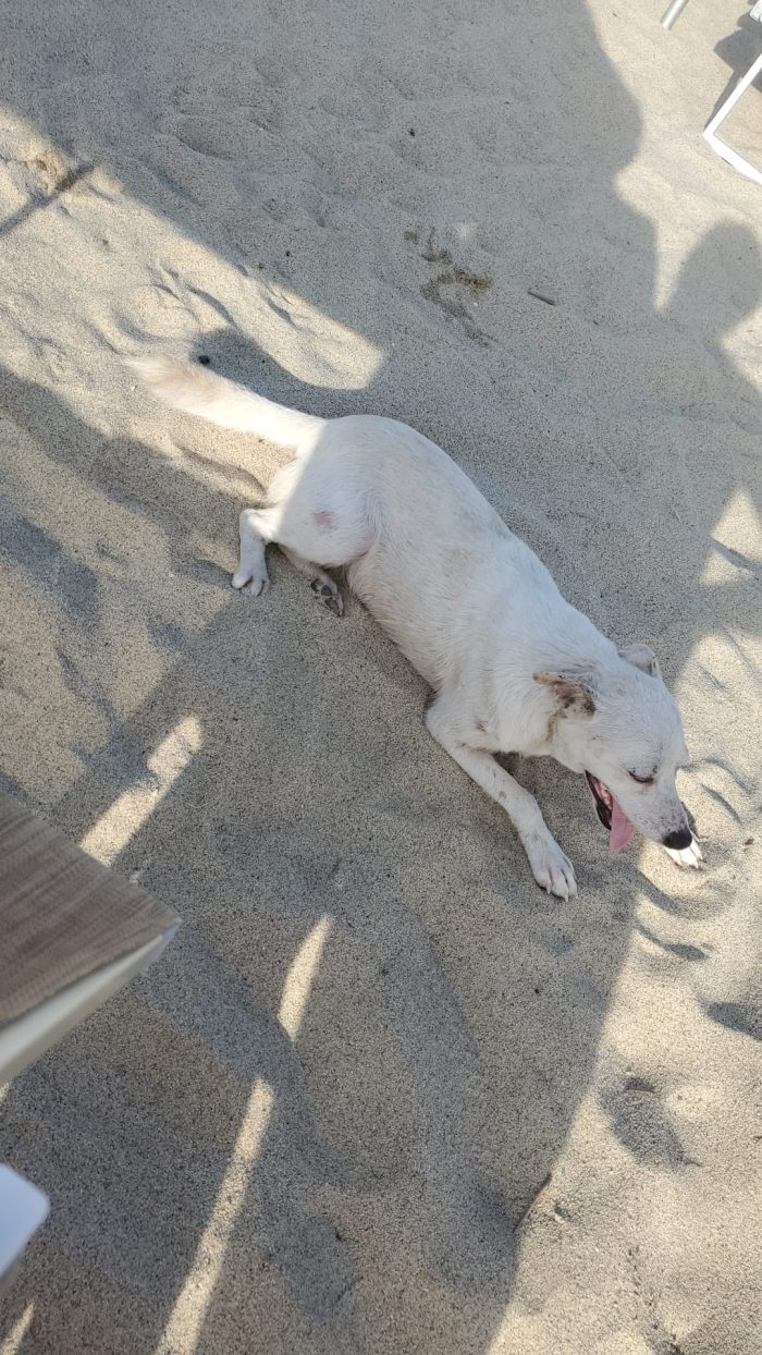 🤍BLANKO, SPLENDIDO GIOVANE CAGNOLINO, CERCA ADOZIONE 🏠