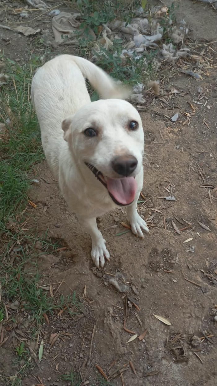 🤍BLANKO, SPLENDIDO GIOVANE CAGNOLINO, CERCA ADOZIONE 🏠