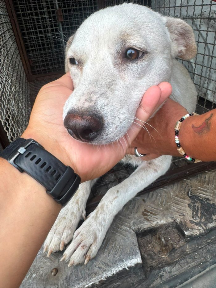 🤍BLANKO, SPLENDIDO GIOVANE CAGNOLINO, CERCA ADOZIONE 🏠 - media 4