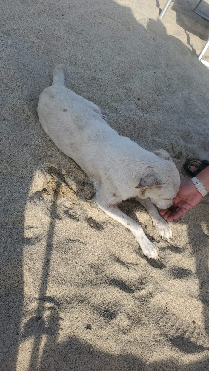 🤍BLANKO, SPLENDIDO GIOVANE CAGNOLINO, CERCA ADOZIONE 🏠 - media 7