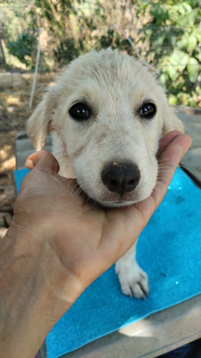 💛 SAMMY, DOLCE CUCCIOLO SIMIL LABRADOR, CERCA ADOZIONE 🏠