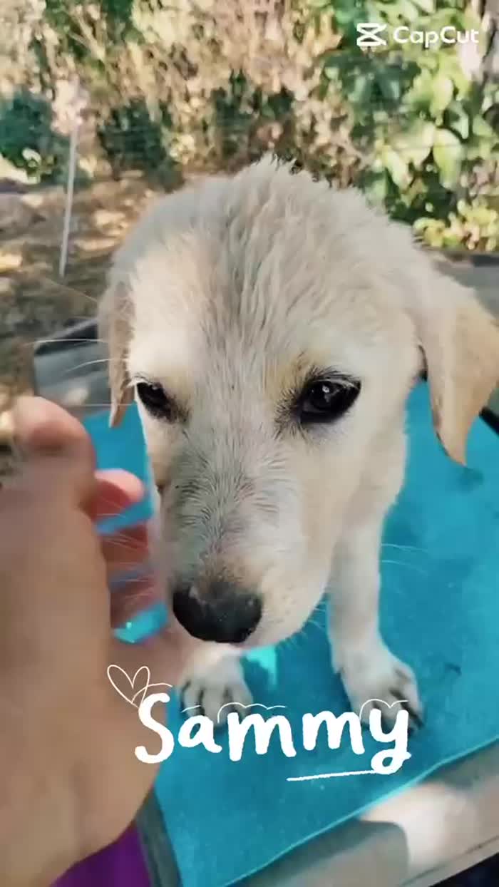 💛 SAMMY, DOLCE CUCCIOLO SIMIL LABRADOR, CERCA ADOZIONE 🏠 - media 4