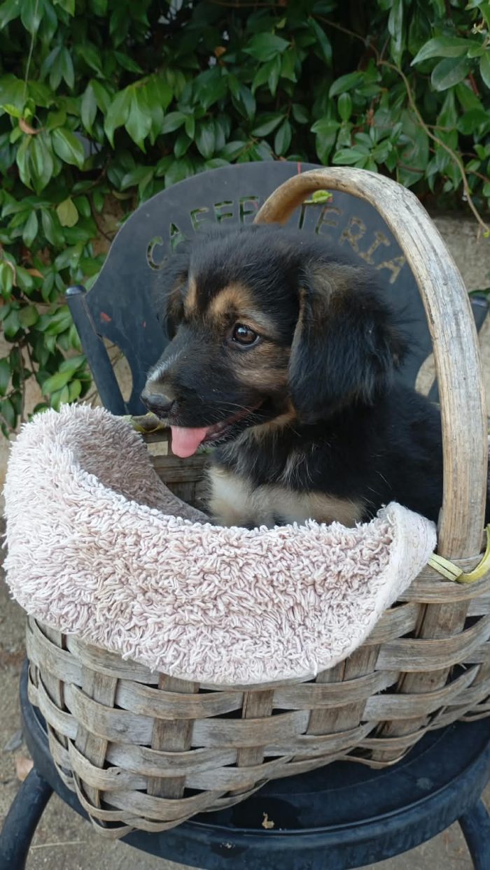 🌻DOLCE CUCCIOLA, CERCA CONDIVISIONI E ADOZIONE 🏠🌻 - media 5