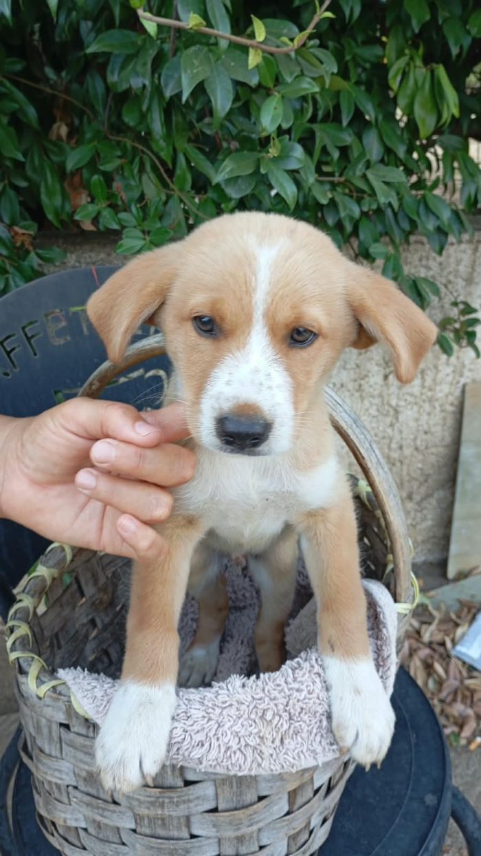 🩵DOLCE CUCCIOLO CHESTER , CERCA CONDIVISIONI E ADOZIONE 🏠🌻