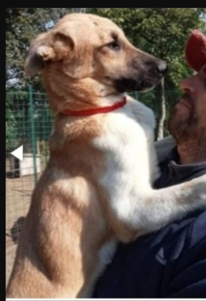 Mix pastorino 3anni salvato da 1canile lager oltre 2anni fa.GARLASCO