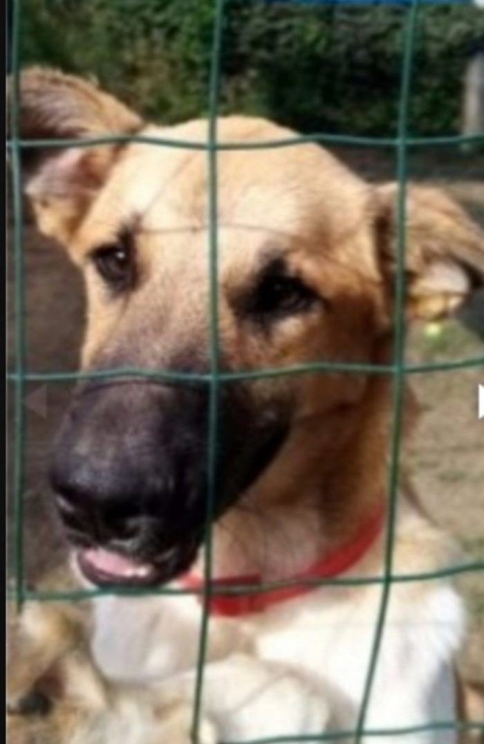 Mix pastorino 3anni salvato da 1canile lager oltre 2anni fa.GARLASCO