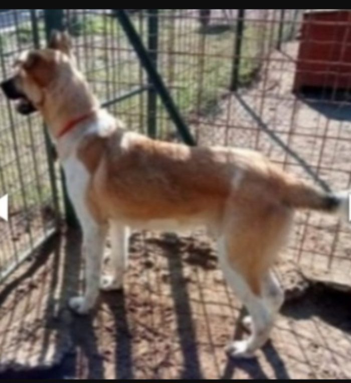 Mix pastorino 3anni salvato da 1canile lager oltre 2anni fa.GARLASCO