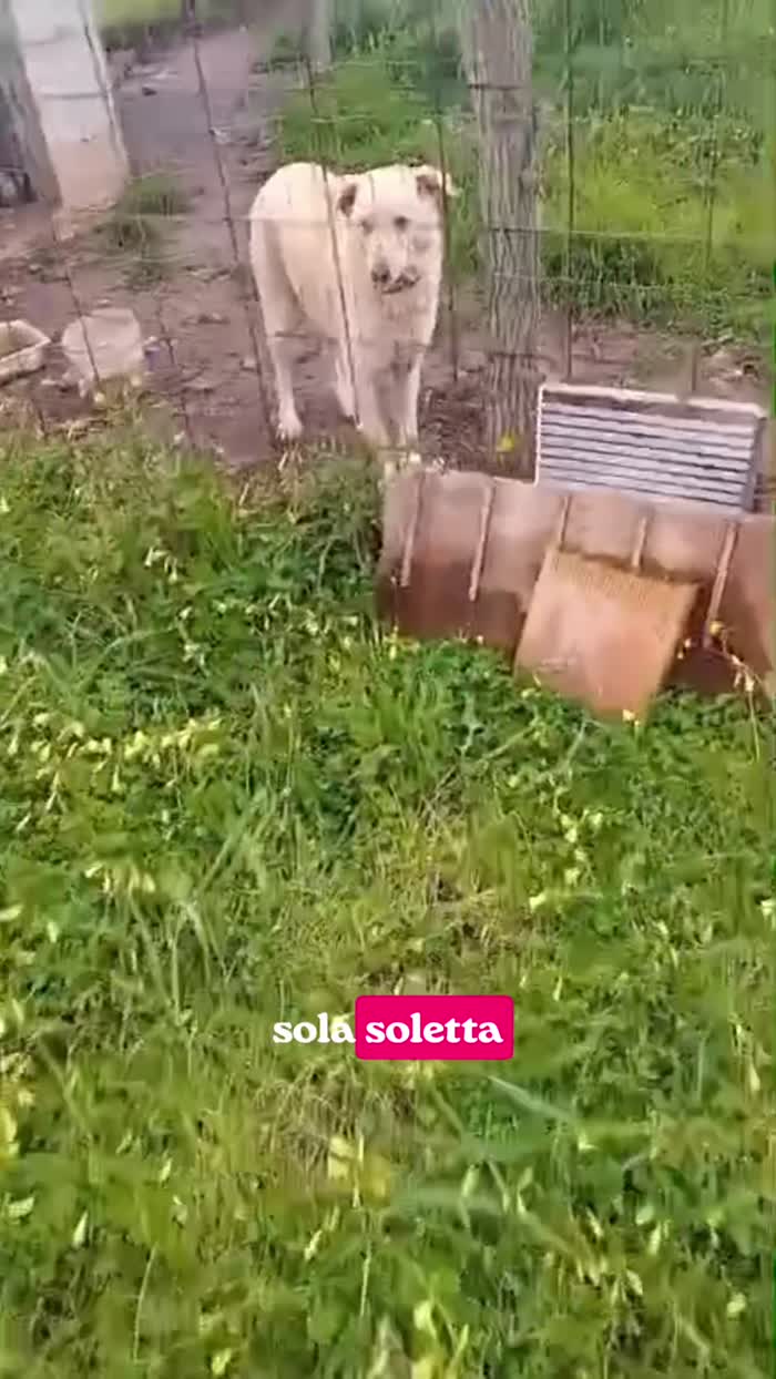 Molla splendida giovanotta cerca casa - media 9
