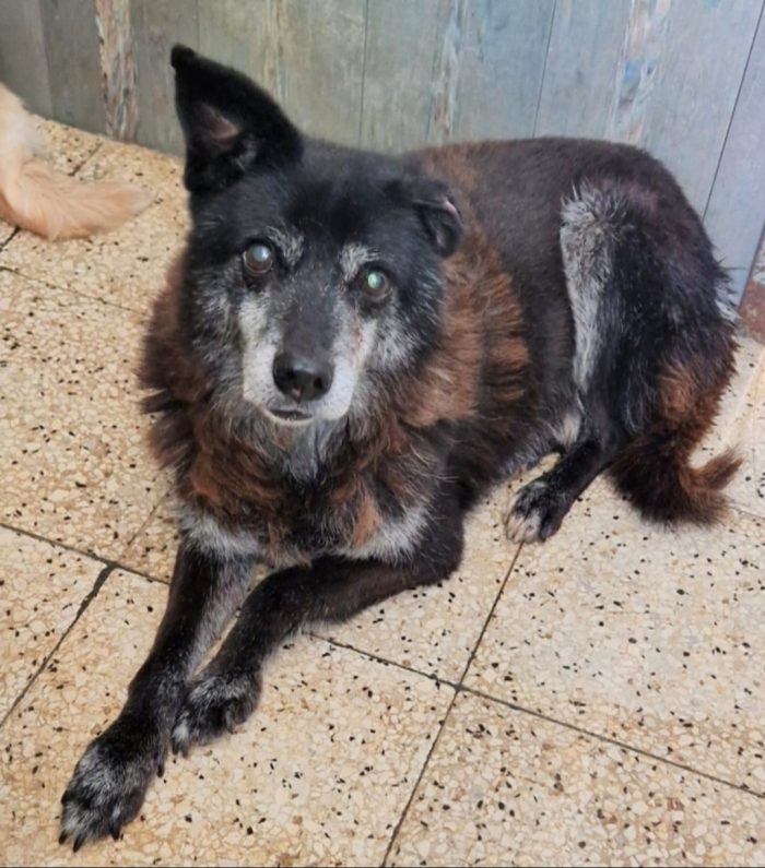 Skizzo 10anni possibile nessuno lo tolga da 1vita in canile? PUGLIA