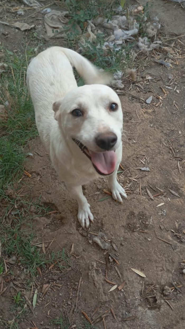 🩵SPLENDIDO GIOVANE CAGNOLINO, CERCA CONDIVISIONI E ADOZIONE 🏠 - media 5