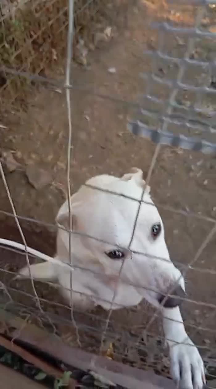 🩵SPLENDIDO GIOVANE CAGNOLINO, CERCA CONDIVISIONI E ADOZIONE 🏠 - media 8