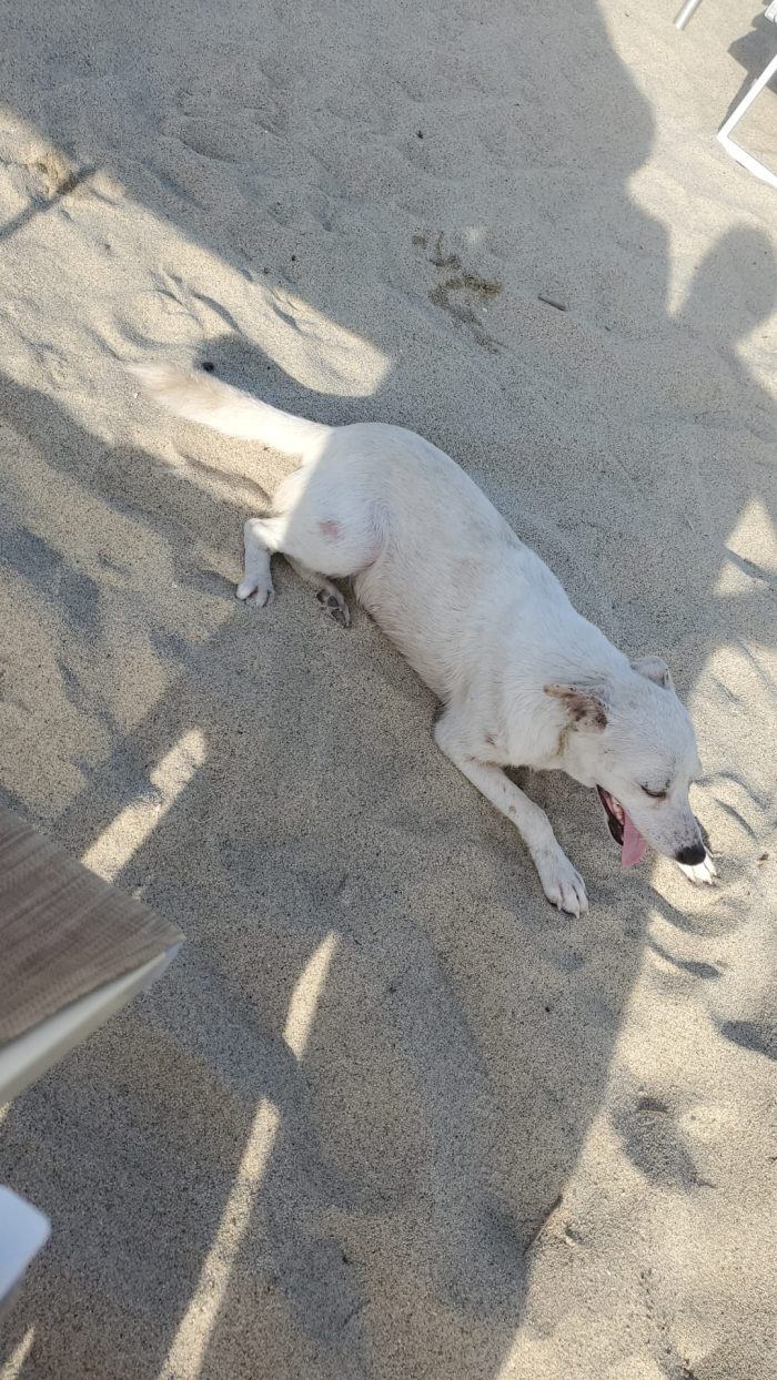 🩵SPLENDIDO GIOVANE CAGNOLINO, CERCA CONDIVISIONI E ADOZIONE 🏠 - media 7