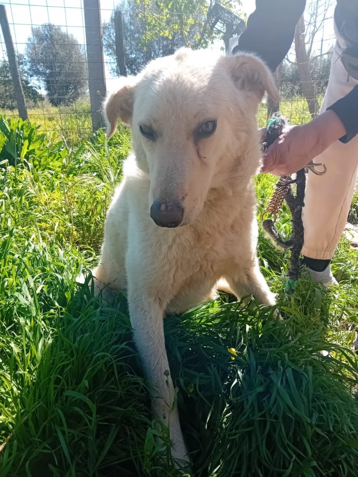 SPLENDIDA GIOVANE CAGNOLINA,💛 MOLLA,  CERCA CONDIVISIONI E ADOZIONE 🏠
