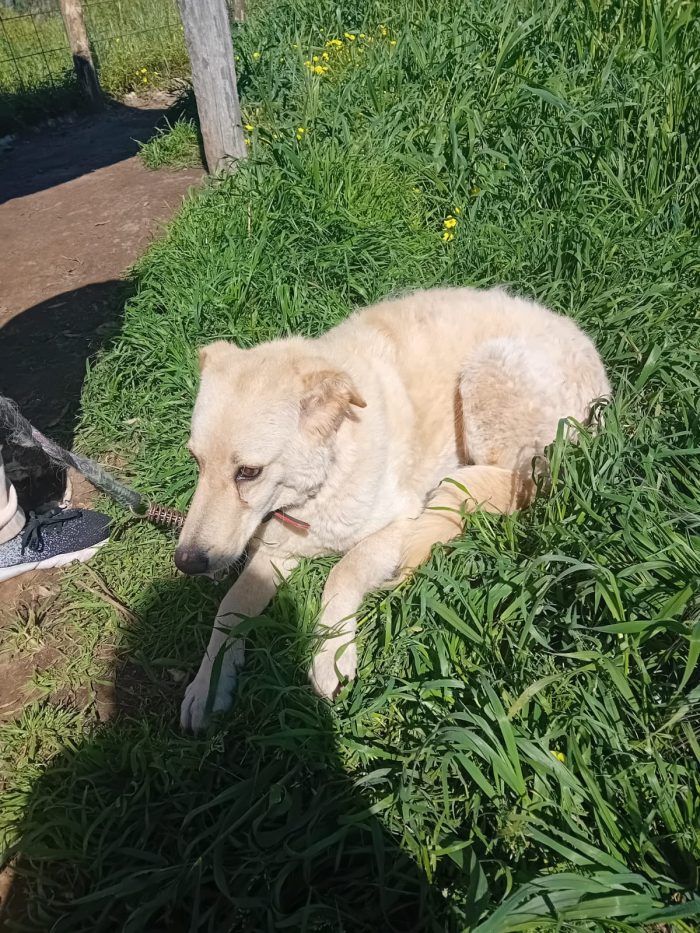 SPLENDIDA GIOVANE CAGNOLINA,💛 MOLLA,  CERCA CONDIVISIONI E ADOZIONE 🏠
