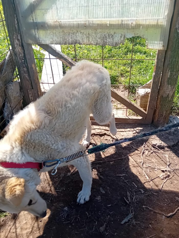 SPLENDIDA GIOVANE CAGNOLINA,💛 MOLLA,  CERCA CONDIVISIONI E ADOZIONE 🏠 - media 4