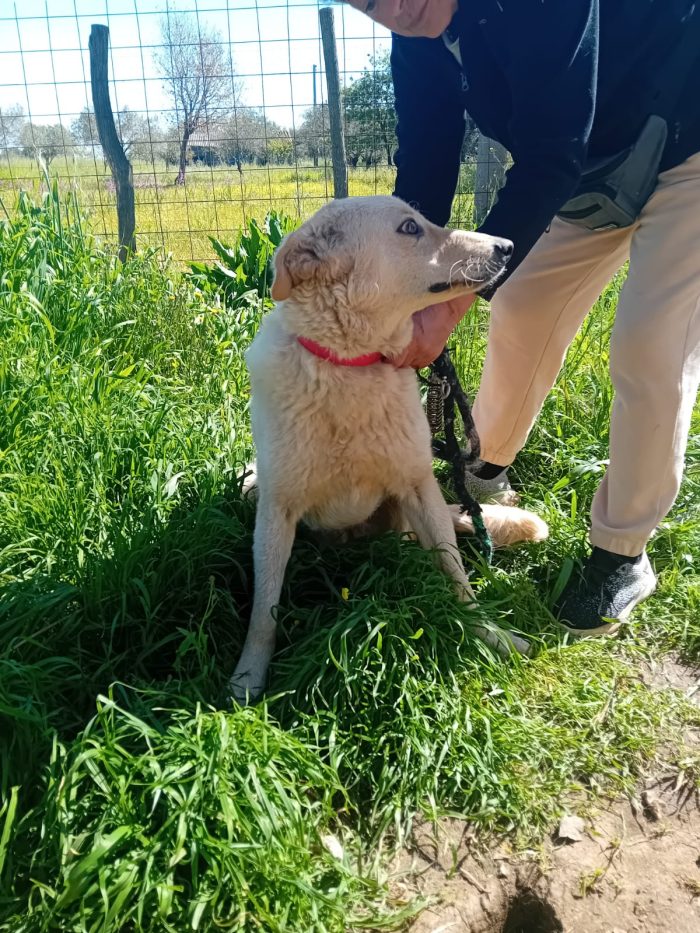 SPLENDIDA GIOVANE CAGNOLINA,💛 MOLLA,  CERCA CONDIVISIONI E ADOZIONE 🏠