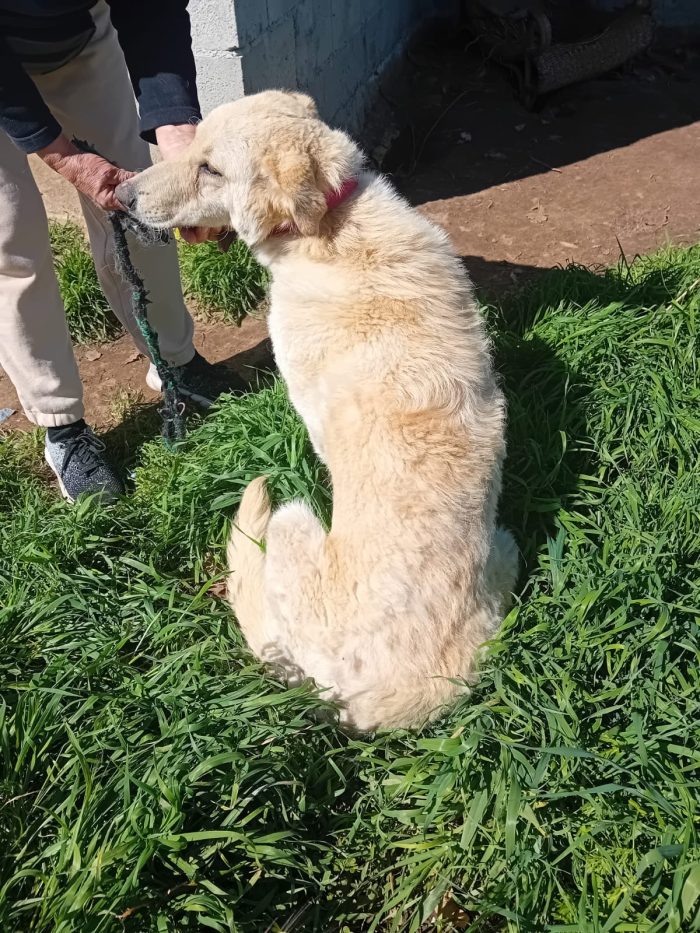 SPLENDIDA GIOVANE CAGNOLINA,💛 MOLLA,  CERCA CONDIVISIONI E ADOZIONE 🏠 - media 6