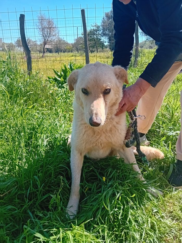 SPLENDIDA GIOVANE CAGNOLINA,💛 MOLLA,  CERCA CONDIVISIONI E ADOZIONE 🏠 - media 5