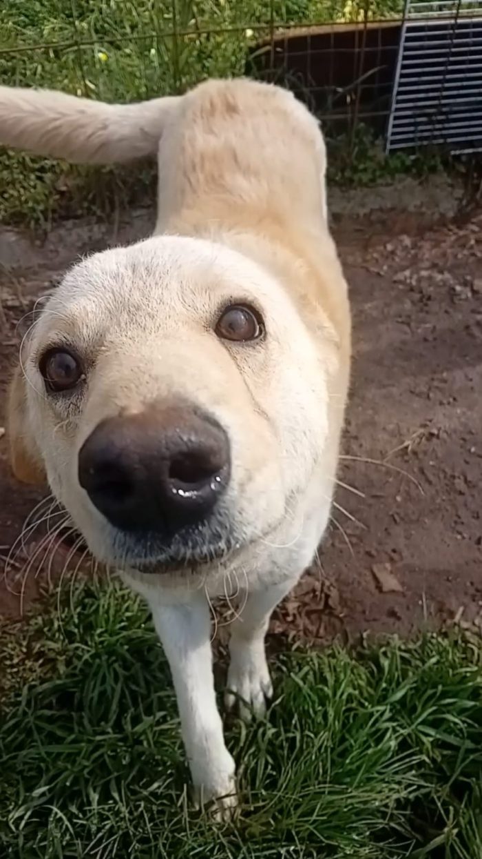 SPLENDIDA GIOVANE CAGNOLINA,💛 MOLLA,  CERCA CONDIVISIONI E ADOZIONE 🏠 - media 7