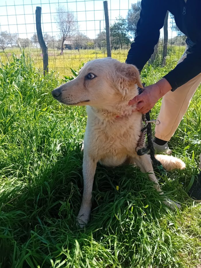 SPLENDIDA GIOVANE CAGNOLINA,💛 MOLLA,  CERCA CONDIVISIONI E ADOZIONE 🏠 - media 9