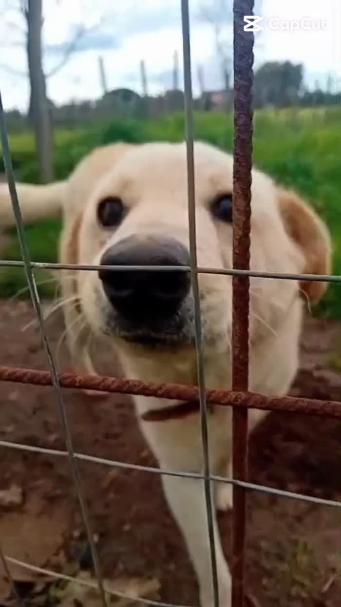 SPLENDIDA GIOVANE CAGNOLINA,💛 MOLLA,  CERCA CONDIVISIONI E ADOZIONE 🏠 - media 10