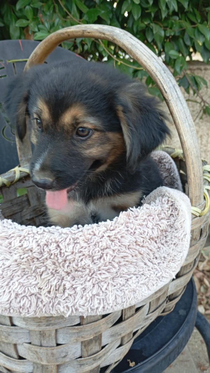 Belle splendida dolce cucciola cerca casa