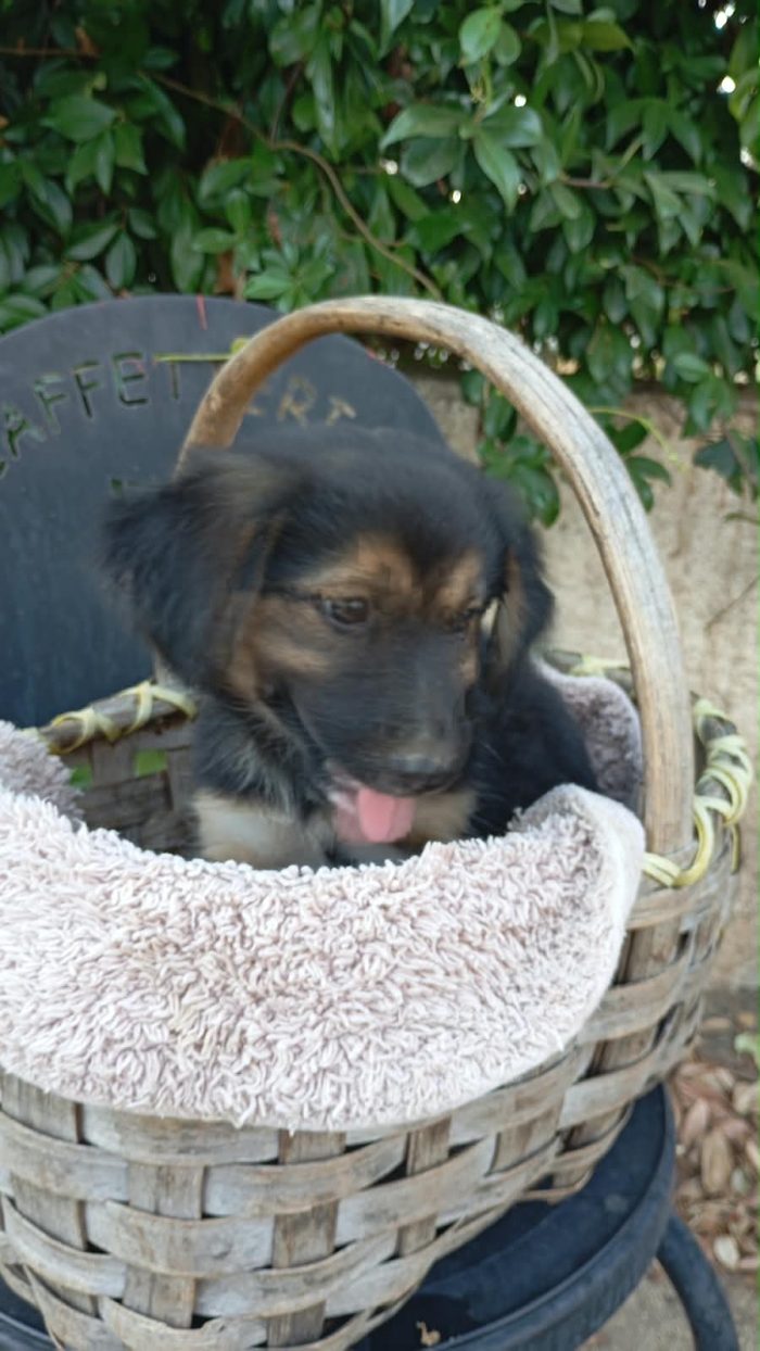 Belle splendida dolce cucciola cerca casa