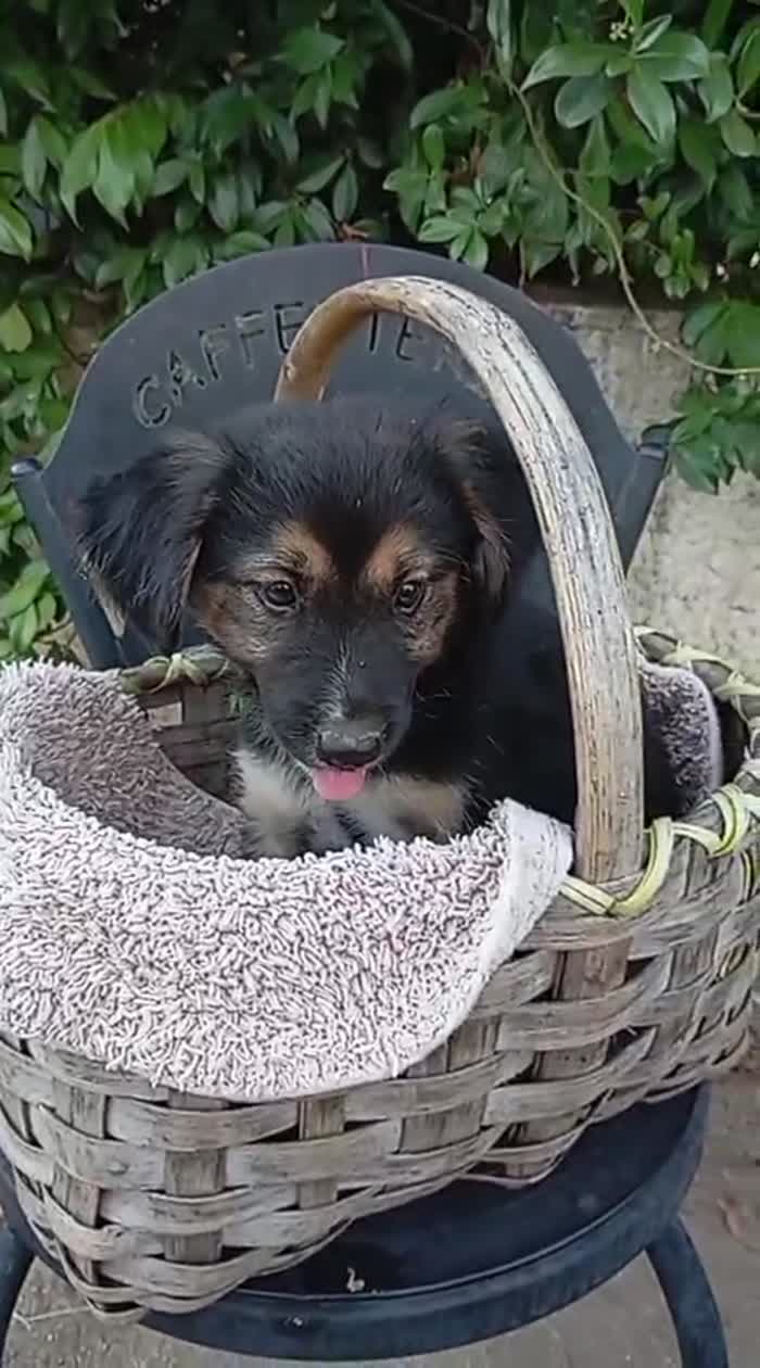 Belle splendida dolce cucciola cerca casa - media 4