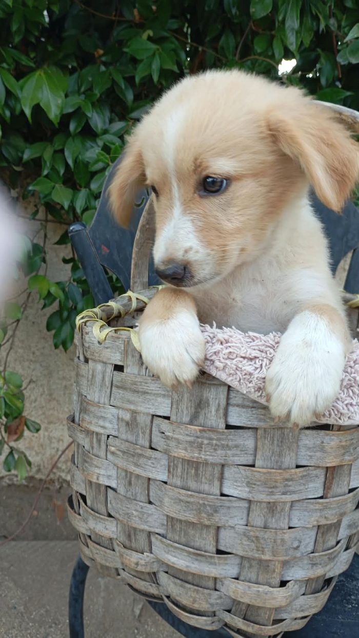 Conny meravigliosa dolce cucciola cerca casa