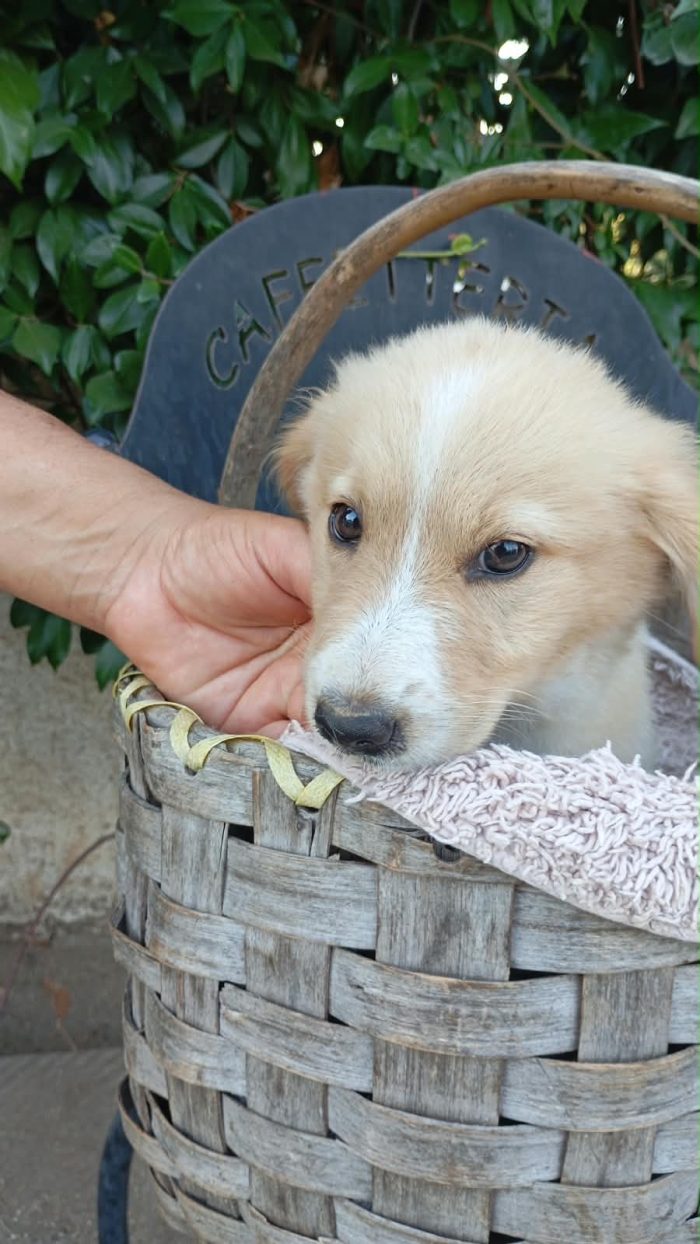 Conny meravigliosa dolce cucciola cerca casa - media 6