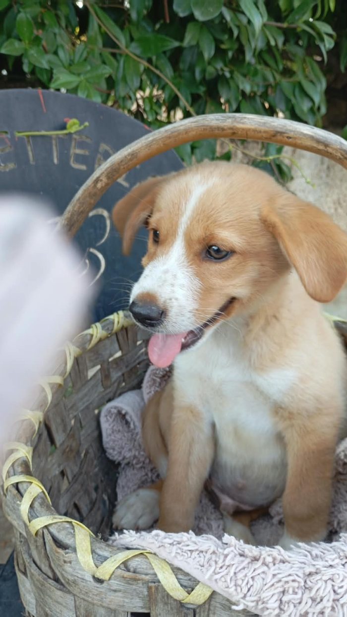 Chester meraviglioso dolce cucciolo cerca casa