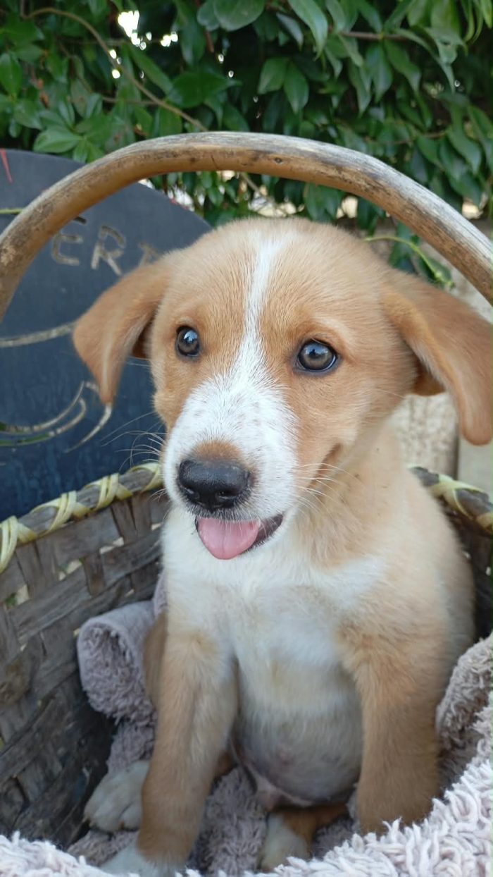 Chester meraviglioso dolce cucciolo cerca casa