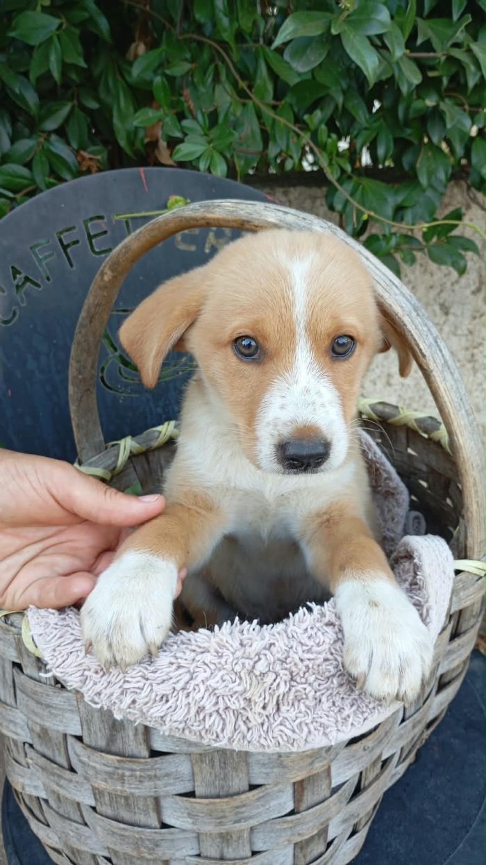 Chester meraviglioso dolce cucciolo cerca casa