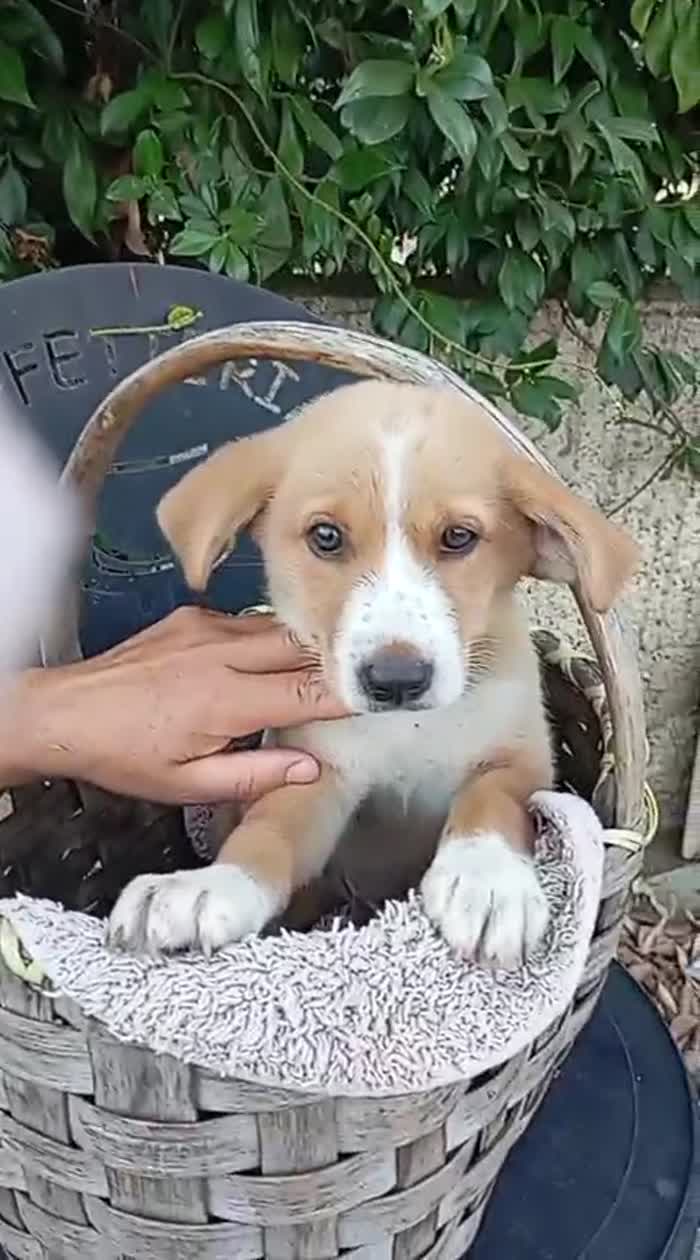 Chester meraviglioso dolce cucciolo cerca casa - media 5