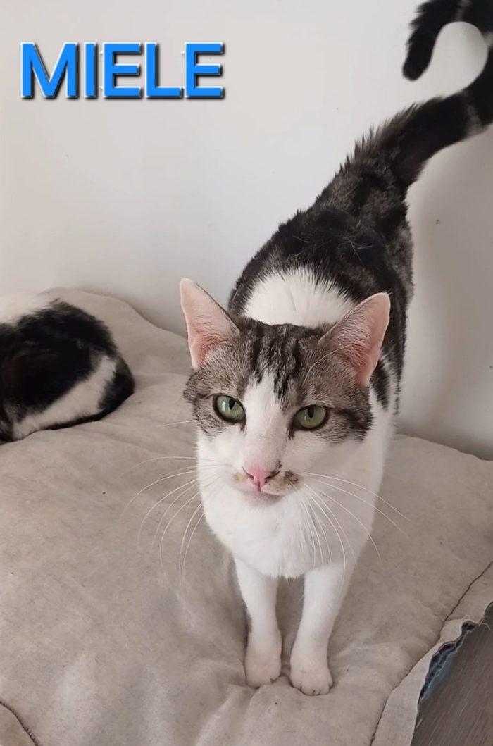 Miele, adorabile gatto da adottare!