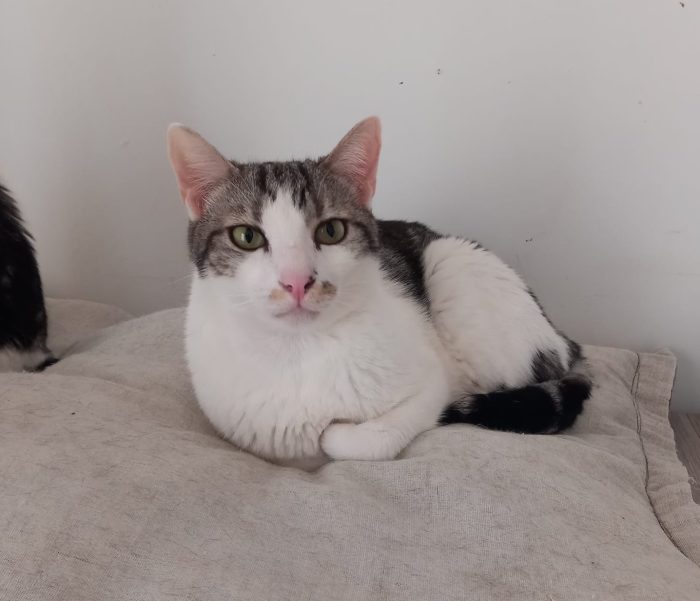 Miele, adorabile gatto da adottare!