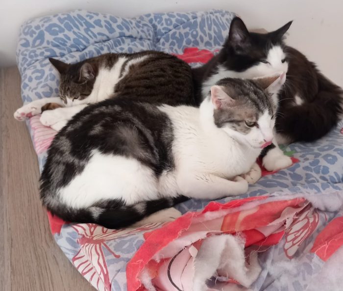 Miele, adorabile gatto da adottare! - media 4