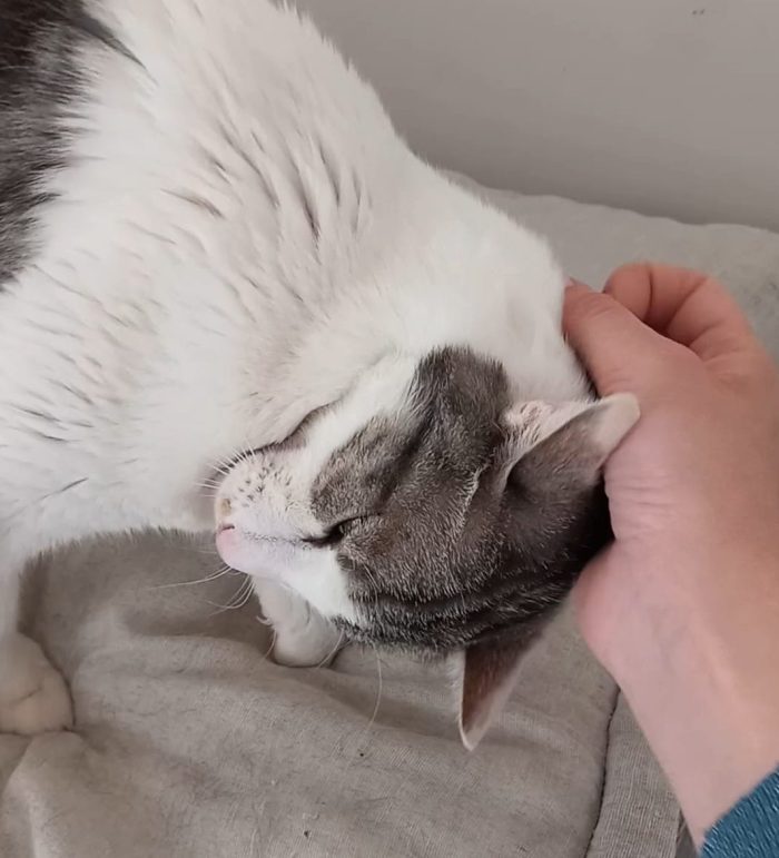 Miele, adorabile gatto da adottare!
