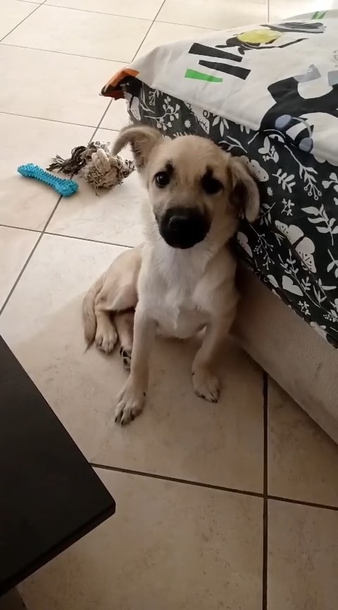 Milú cucciola di 3 mesi e mezzo cerca casa - media 4