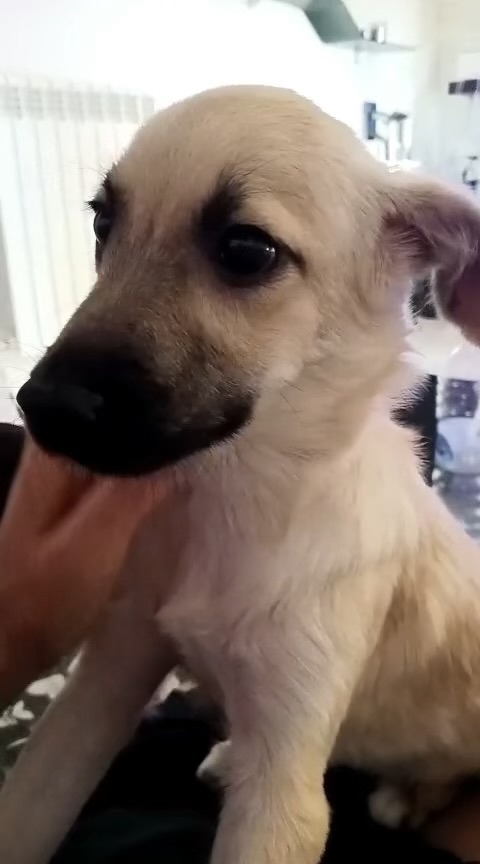 Milú cucciola di 3 mesi e mezzo cerca casa