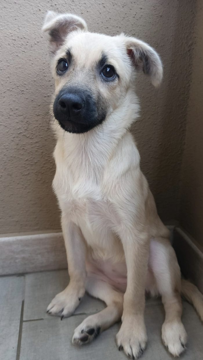Milú cucciola di 3 mesi e mezzo cerca casa - media 6